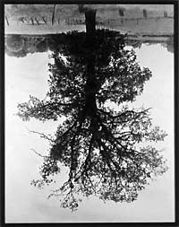 [Rodney Graham, Flanders Trees, 1989/2001]