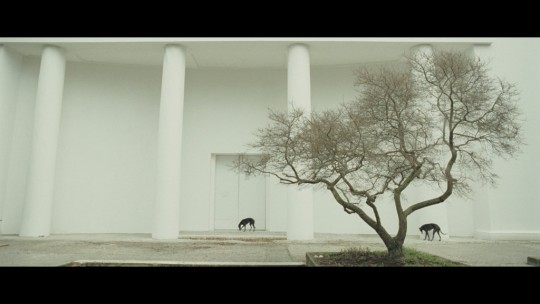 Kadr  z filmu Giardini 2009 © Steve McQueen