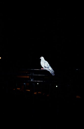 Power, Zuza Krajewska and Bartek Wieczorek, Pigeon, FF2011