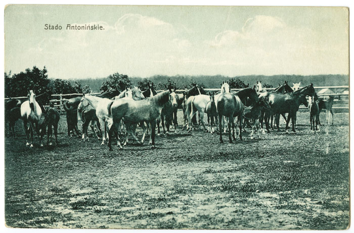 Konie ze stadniny w Antoninach