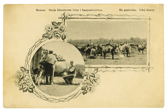 Udój klaczy na potrzeby stacji kumysoleczniczej założonej w 1879 roku w Sławucie. Pocztówka wydana nakładem B. Wierzbickiego, około 1910