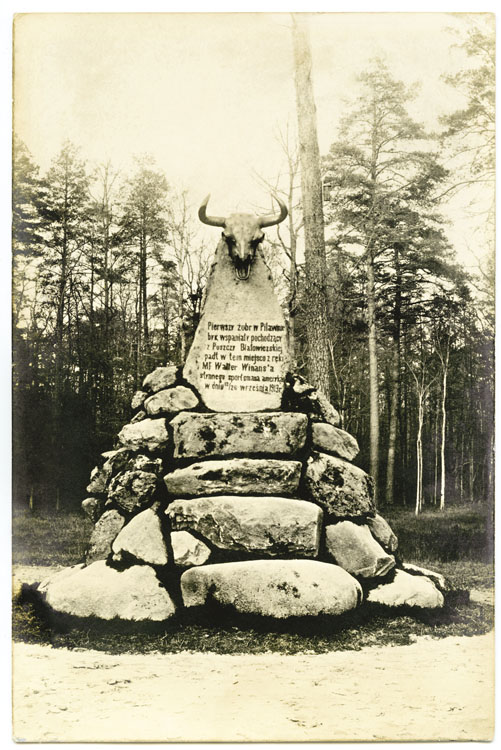 Pomnik żubra w Pilawinie k. Antonin, liczącym około 6000 hektarów zwierzyńcu Potockich. Za prawo zastrzelenia żubra Amerykanin Walter Winans zapłacił Józefowi Potockiemu 15 tysięcy rubli w złocie