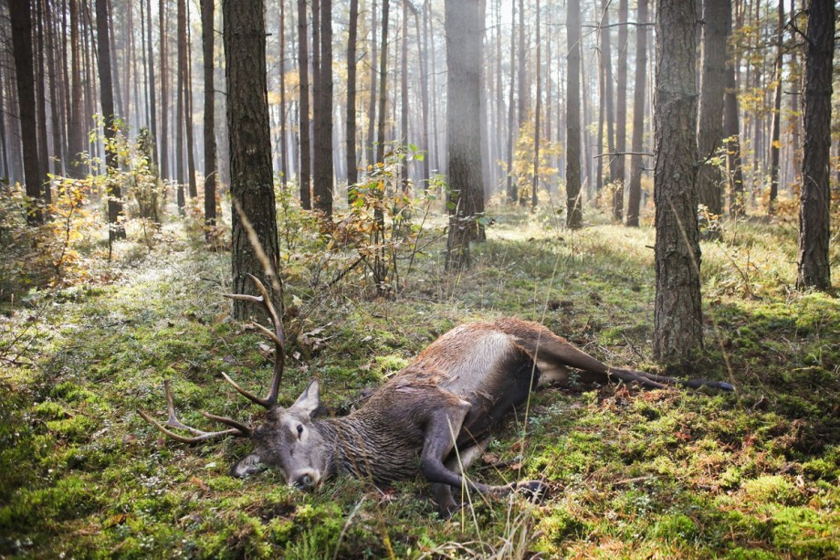 Autor: Tomasz Adamowicz, „Gazeta Polska Codziennie”, Zdjęcie pojedyncze – zwycięzca w kategorii Środowisko, Grand Press Photo 2013 (źródło: materiały prasowe organizatora)