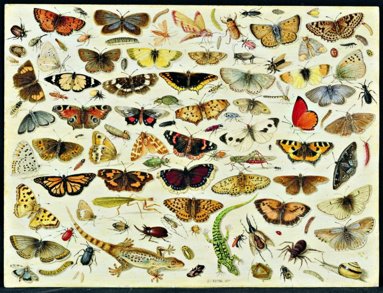 Jan van Kassel Starszy, „Studium motyli i innych insektów”, 1657, 35,6×48,5 cm, katalog 76 (źródło: materiały prasowe organizatora)