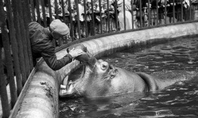 Adam Feliks Czelny, basen dla hipopotamów, 18 lipca 1948 (źródło: dzięki uprzejmości Muzeum Miejskiego we Wrocławiu)