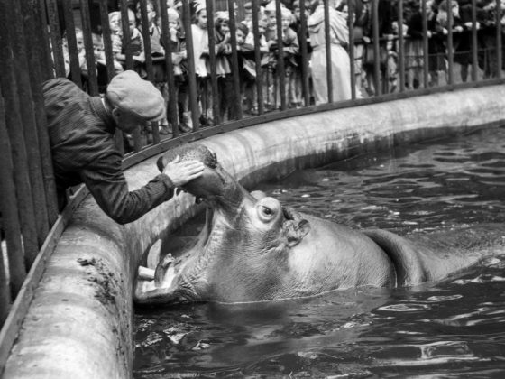 Adam Feliks Czelny, basen dla hipopotamów, 18 lipca 1948 (źródło: dzięki uprzejmości Muzeum Miejskiego we Wrocławiu)
