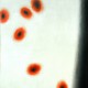 Wojciech Fangor, „Abstrakcja z kółkami”, 1958; wystawa „Wojciech Fangor. Wspomnienie teraźniejszości”, Muzeum Narodowe we Wrocławiu, 2015 (źródło: materiały prasowe organizatora)