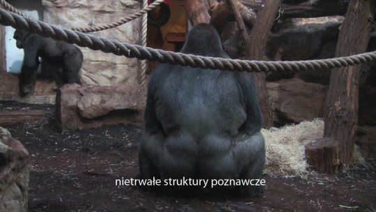 Izabela Chamczyk, „Psychoanimalja. Zaburzenia odzwierzęce, instalacja wideo, 2015 (źródło: materiały prasowe organizatora)