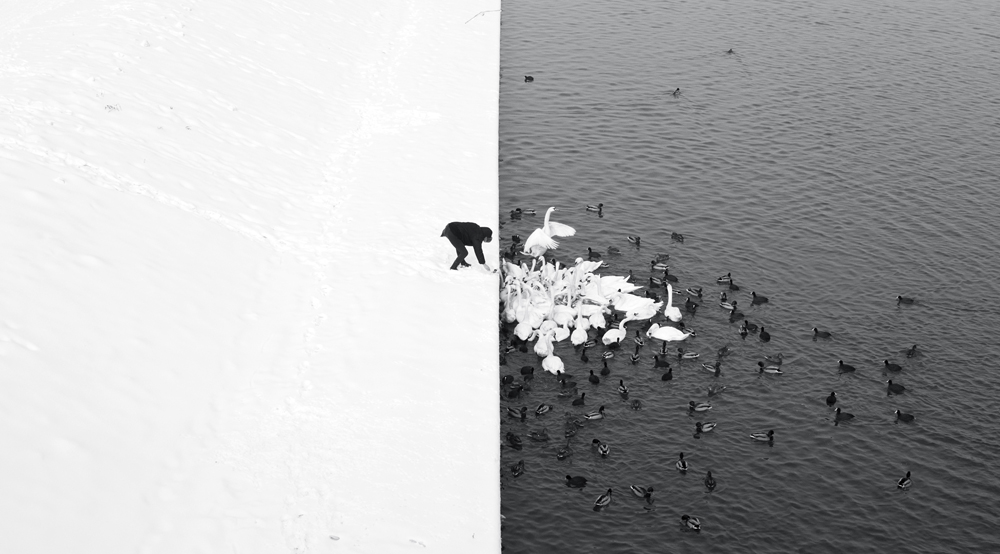 Marcin Ryczek „A man feeding swans in the snow” © Marcin Ryczek (źródło: dzięki uprzejmości autorki)