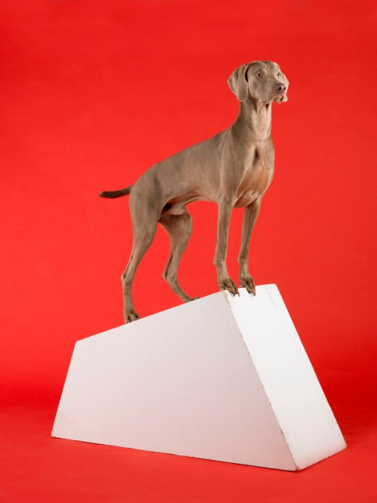 William Wegman, Fridge Art Fair, Miami Beach, 2016 (źródło: archiwum Erica Ginsburga)