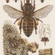 Maurice Maeterlinck, „Życie pszczół” – rycina z książki (źródło: materiały prasowe wydawcy)