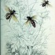 Maurice Maeterlinck, „Życie pszczół” – rycina z książki (źródło: materiały prasowe wydawcy)