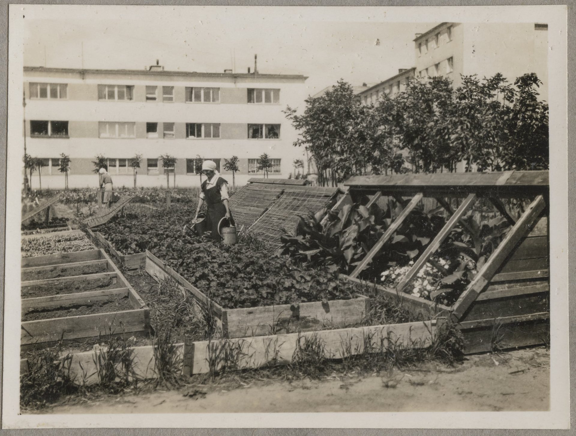 Ogród warzywny na osiedlu WSM na Zoliborzu, lata trzydzieste XX wieku, Izba Pamięci WSM (źródło: materiały prasowe organizatora)