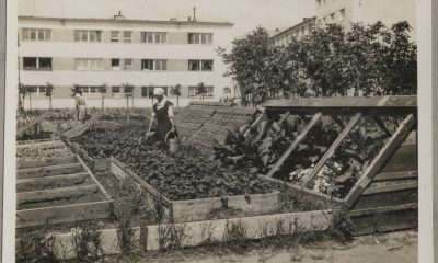 Ogród warzywny na osiedlu WSM na Zoliborzu, lata trzydzieste XX wieku, Izba Pamięci WSM (źródło: materiały prasowe organizatora)