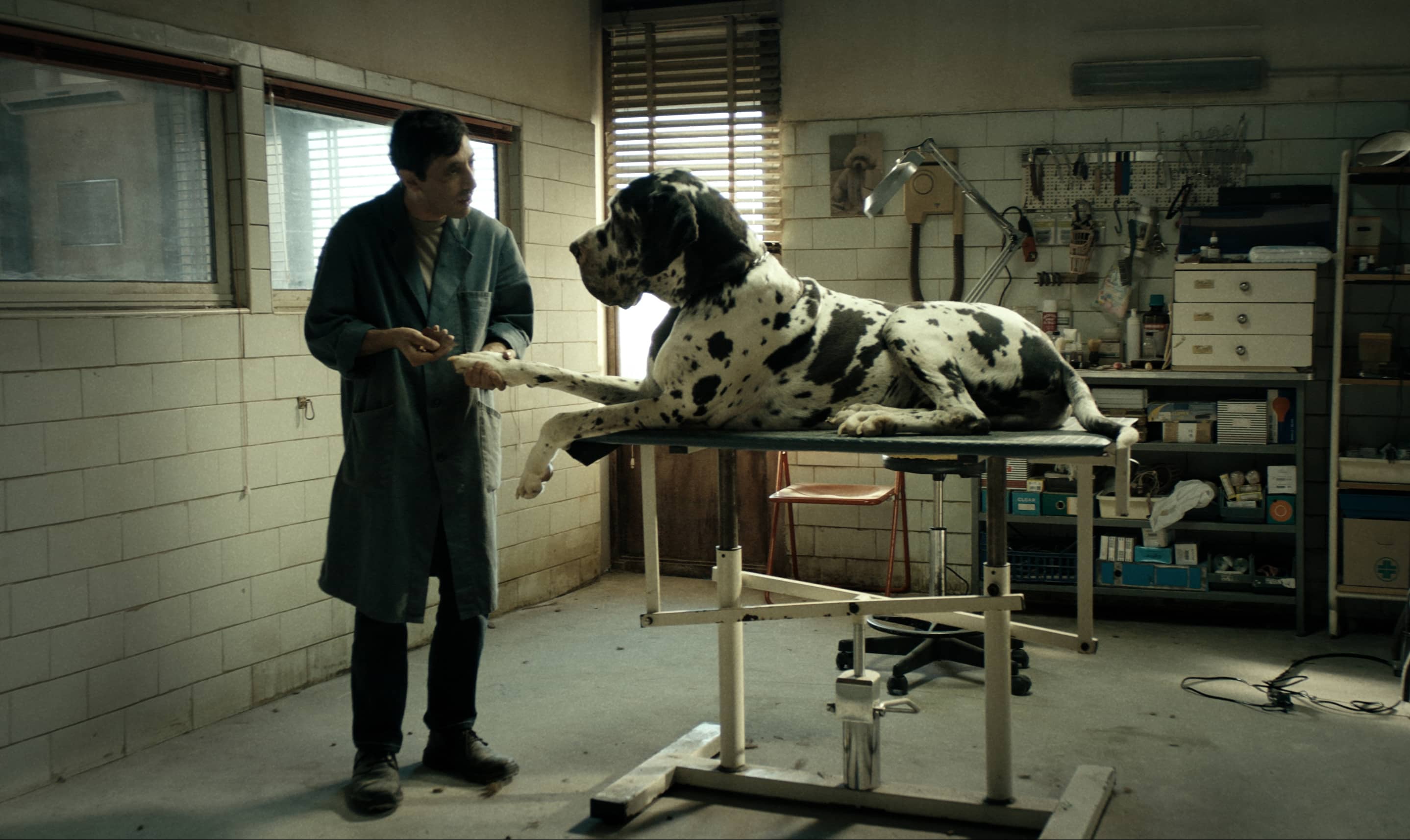 „Dogman”, reż. Matteo Garrone, M2 Films, 2018 (źródło: materiały prasowe dystrybutora)