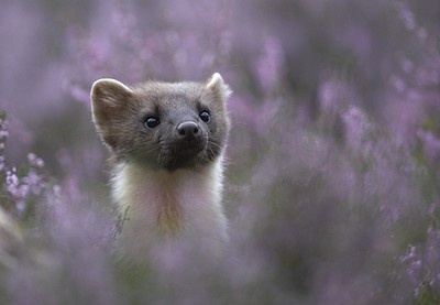 Staffan Widstrand / www.wild-wonders.com