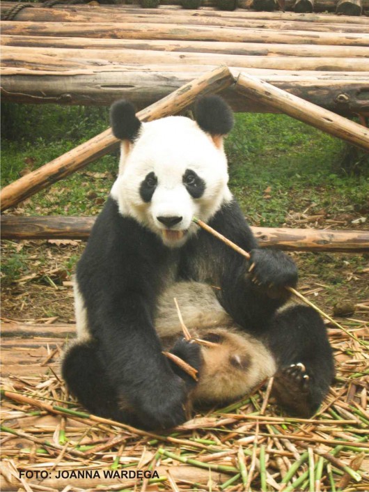 Panda, fot. Joanna Wardęga