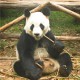 Panda, fot. Joanna Wardęga