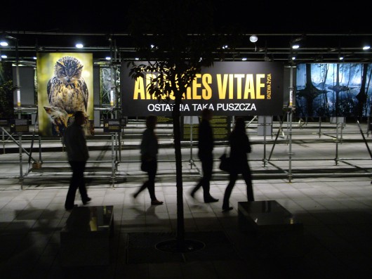 © Krzysztof Derdacki - Fundacja ECZ 2011 noc 1 – Wystawa ARBORES VITAE- noc.