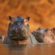 Fot. C. David Fettes, „Rozlewisko hipopotamów”, Wielka Brytania (źródło: materiał prasowy)