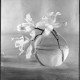 Fot. Fortunata Obrąpalska, „Storczyk-orchidee”, 1942 (źródło: materiał prasowy)