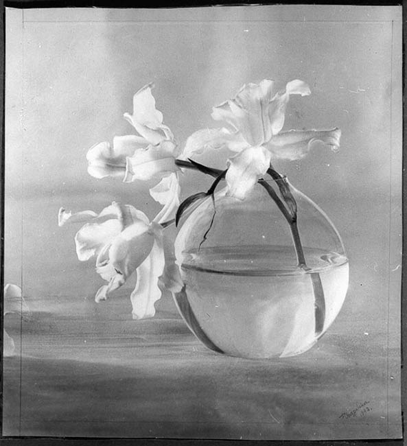 Fot. Fortunata Obrąpalska, „Storczyk-orchidee”, 1942 (źródło: materiał prasowy)