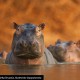 David Fettes, „Rozlewisko hipopotamów”, Wielka Brytania (źródło: materiał prasowy)