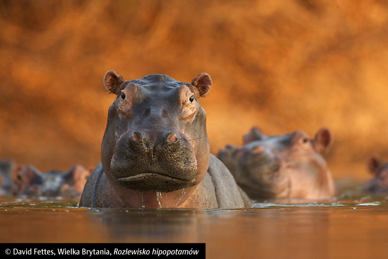 David Fettes, „Rozlewisko hipopotamów”, Wielka Brytania (źródło: materiał prasowy)