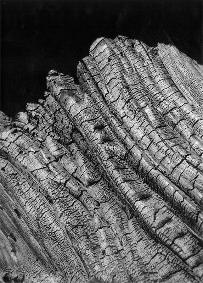 fot. Stefan Arczyński, W górach San Bernardino, z cyklu Drzewa, Kalifornia 1960 (źródło: materiały prasowe organizatora)