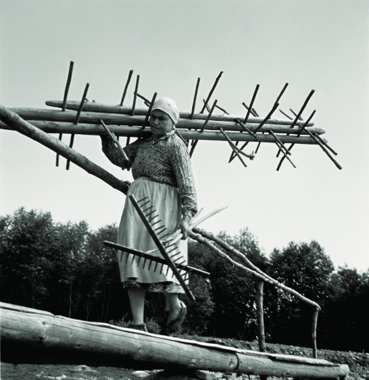 Dębno, sierpień 1953. Pracownica Rolniczej Spółdzielni Produkcyjnej podczas omłotów.