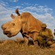 Brent Stirton, South Africa, Reportage by Getty Images for National Geographic magazine (źródło: materiały prasowe organizatora)