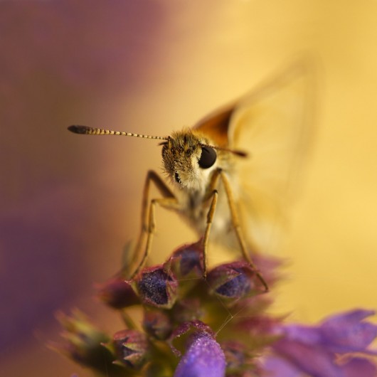 Fot. Aleksander Chmiel, „Motyl widmo” (źródło: materiały prasowe organizatora)