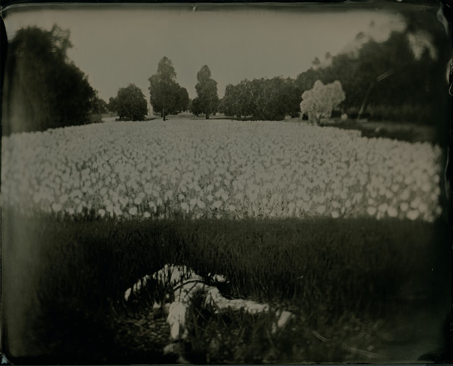 Karl Burke, „The Harvest of Death v.2”, 2012, Grand Prix Fotofestiwal 2013 (źródło: materiały prasowe organizatora)