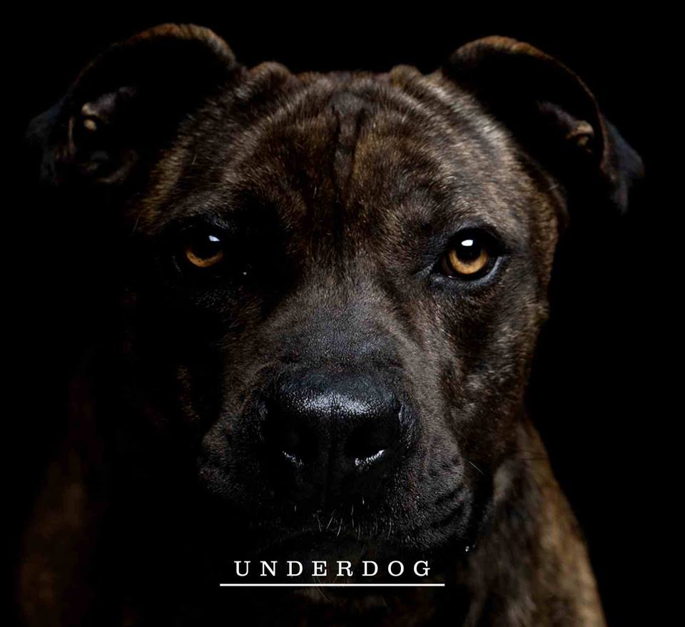 „Underdog EP", okładka (źródło: mat. prasowe)