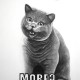 Michał Torzecki, „More cat” (źródło: materiały prasowe organizatora)