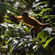 „Amazonia. Przygody małpki Sai”, reż. Thierry Ragobert (źródło: materiały prasowe dystrybutora)
