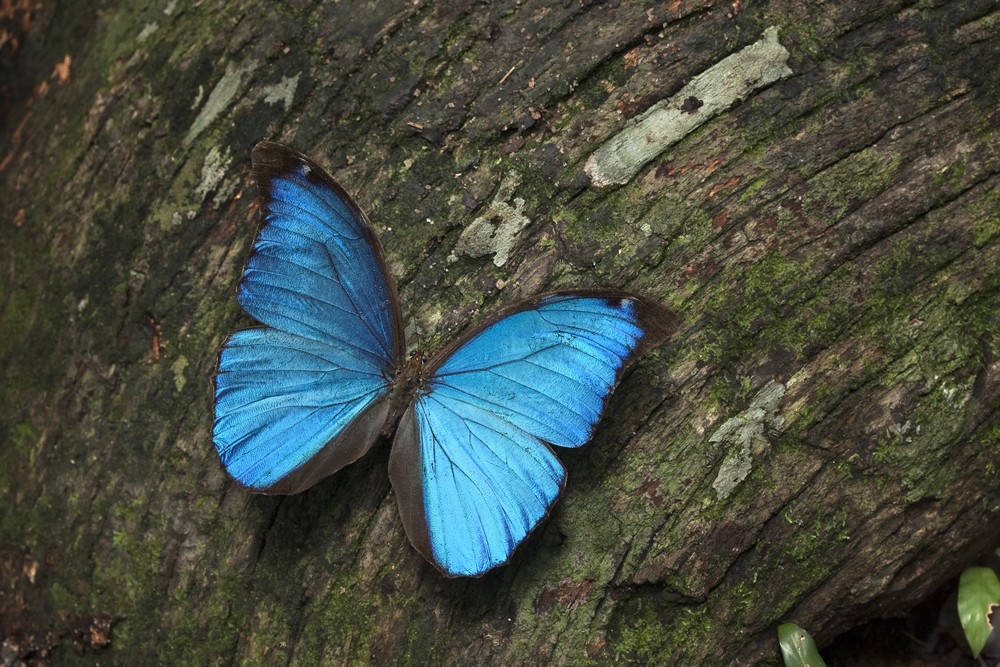 „Amazonia. Przygody małpki Sai”, reż. Thierry Ragobert (źródło: materiały prasowe dystrybutora)