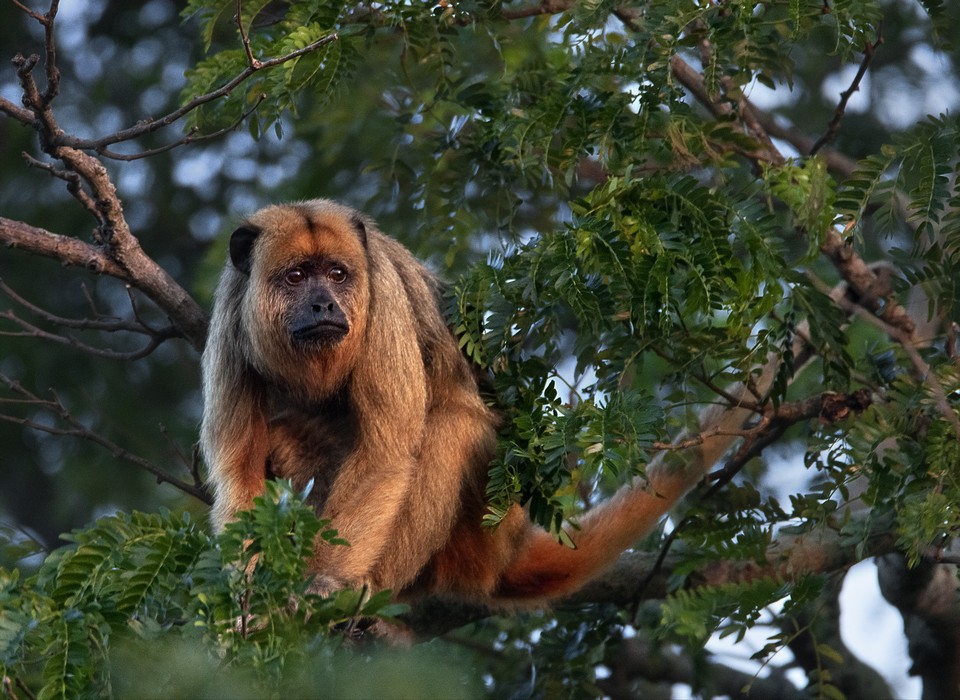 „Amazonia. Przygody małpki Sai”, reż. Thierry Ragobert (źródło: materiały prasowe dystrybutora)