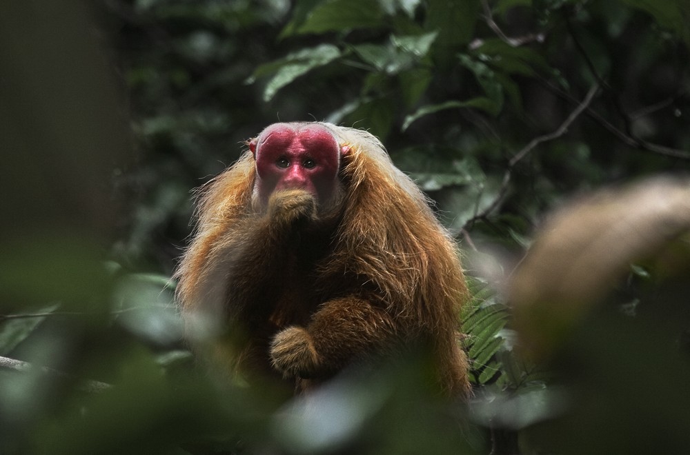 „Amazonia. Przygody małpki Sai”, reż. Thierry Ragobert (źródło: materiały prasowe dystrybutora)