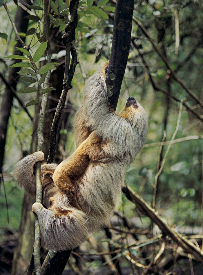 „Amazonia. Przygody małpki Sai”, reż. Thierry Ragobert (źródło: materiały prasowe dystrybutora)