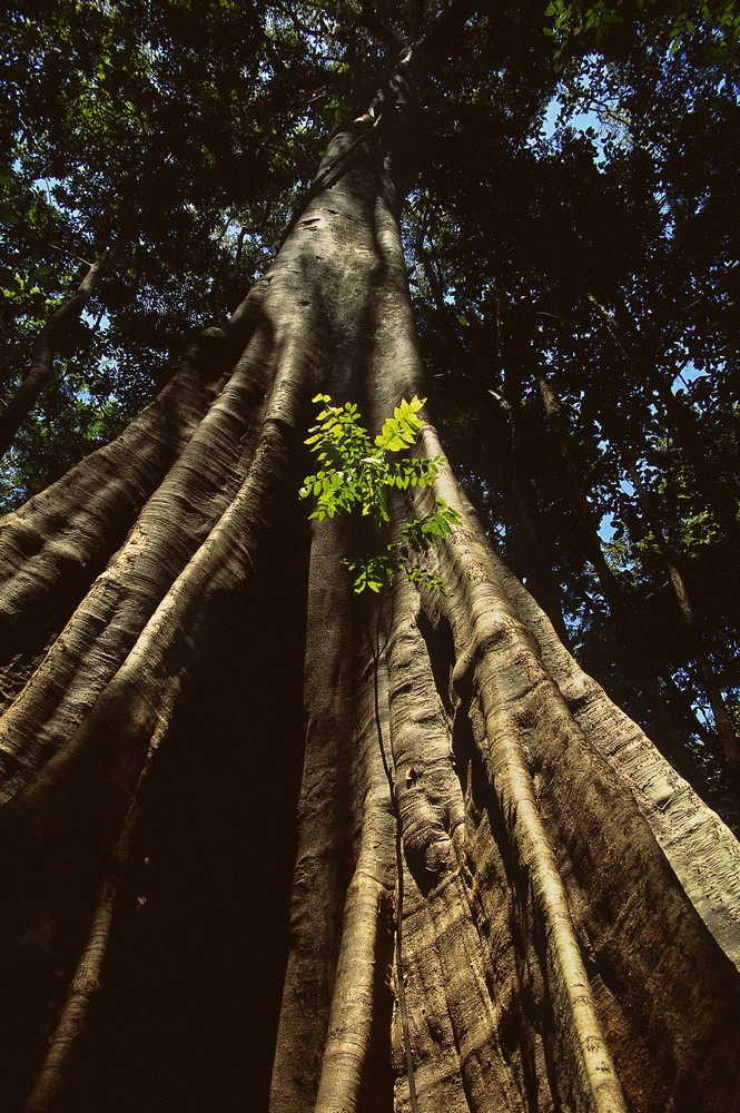 „Amazonia. Przygody małpki Sai”, reż. Thierry Ragobert (źródło: materiały prasowe dystrybutora)