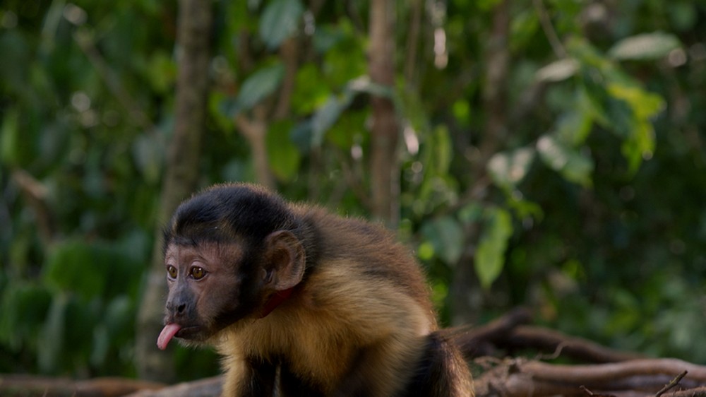 „Amazonia. Przygody małpki Sai”, reż. Thierry Ragobert (źródło: materiały prasowe dystrybutora)