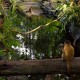 „Amazonia. Przygody małpki Sai”, reż. Thierry Ragobert (źródło: materiały prasowe dystrybutora)