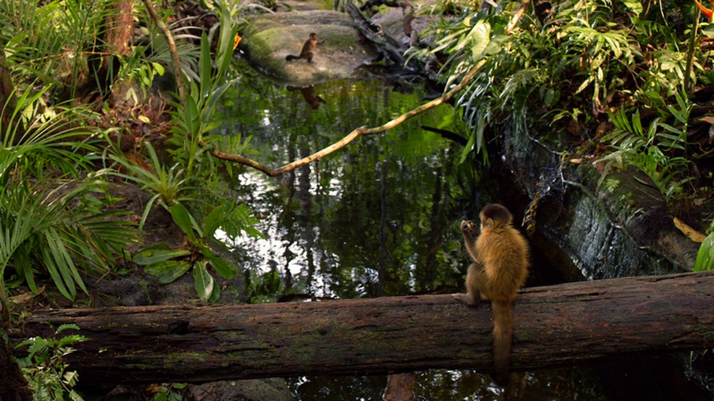 „Amazonia. Przygody małpki Sai”, reż. Thierry Ragobert (źródło: materiały prasowe dystrybutora)