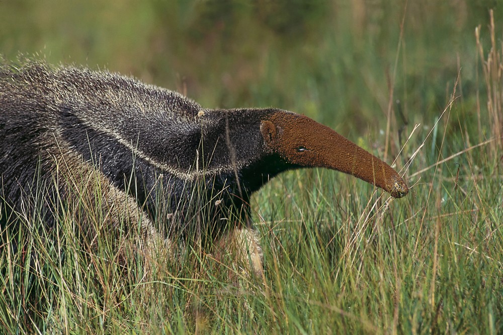 „Amazonia. Przygody małpki Sai”, reż. Thierry Ragobert (źródło: materiały prasowe dystrybutora)