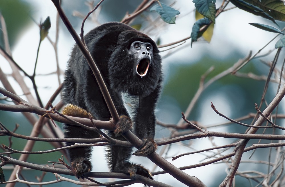 „Amazonia. Przygody małpki Sai”, reż. Thierry Ragobert (źródło: materiały prasowe dystrybutora)