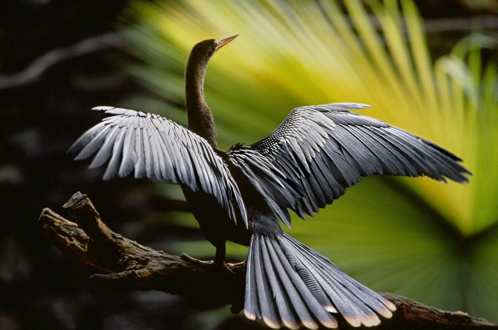 „Amazonia. Przygody małpki Sai”, reż. Thierry Ragobert (źródło: materiały prasowe dystrybutora)