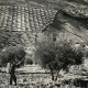 Opryskiwanie drzew w sadzie oliwnym w prowincji Jaen, Andaluzja, 1948 r., Fot. Marian Maurizio Abramowicz (źródło: materiały prasowe organizatora)