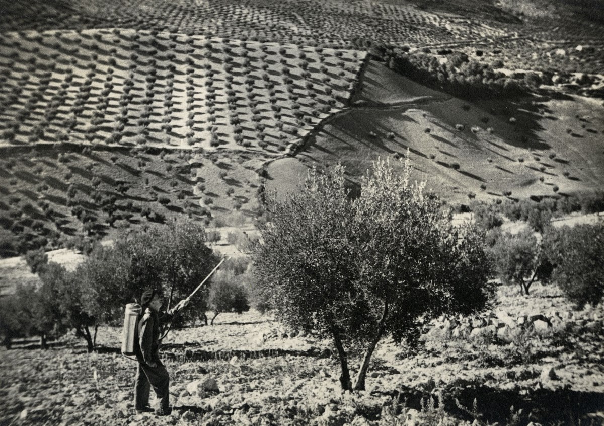 Opryskiwanie drzew w sadzie oliwnym w prowincji Jaen, Andaluzja, 1948 r., Fot. Marian Maurizio Abramowicz (źródło: materiały prasowe organizatora)