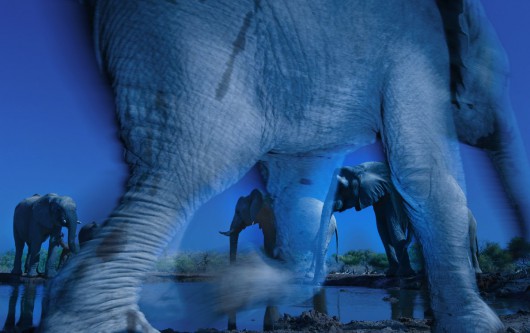 Greg du Toit, RPA, „Tajemnicza natura słoni” (źródło: materiały prasowe organizatora)